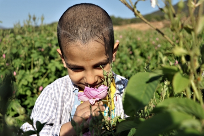 Isparta'da gül hasadı, havaların ısınmasıyla bu yıl erken başladı
