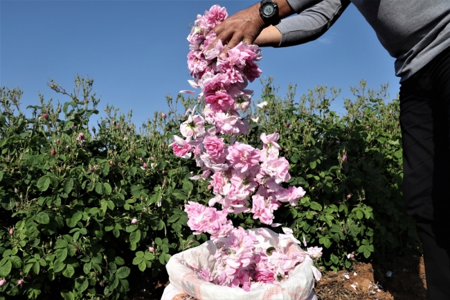 Isparta'da gül hasadı, havaların ısınmasıyla bu yıl erken başladı