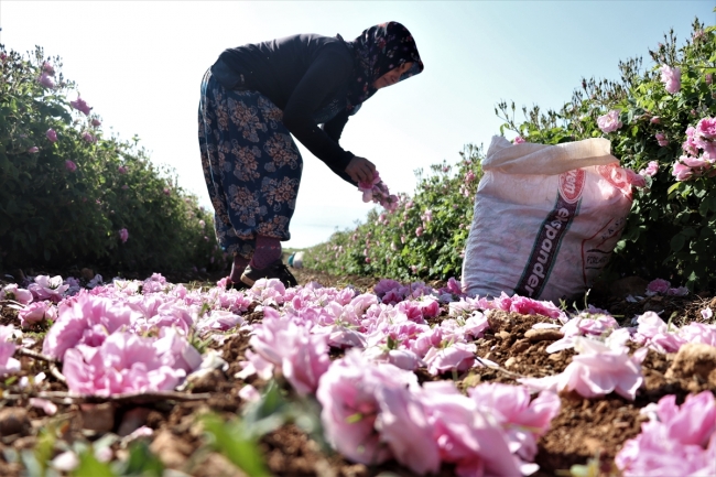 Isparta'da gül hasadı, havaların ısınmasıyla bu yıl erken başladı
