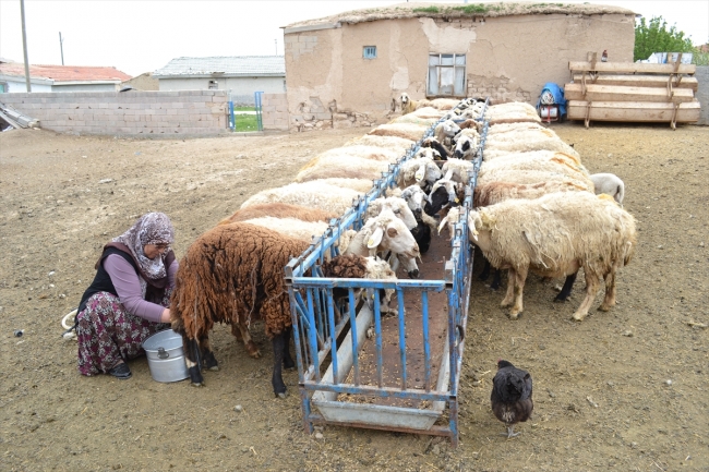 Kızıl çifti, organik yoğurt satarak geçimini sağlıyor
