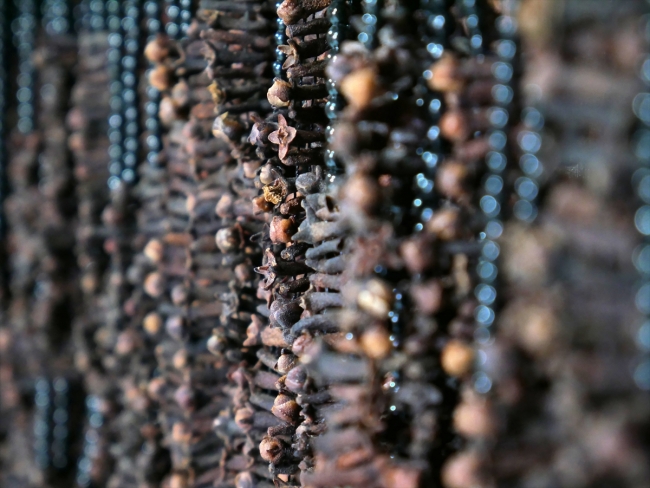 Edremit'te meyve çekirdekleri ve bitkilerden takı yapıyorlar