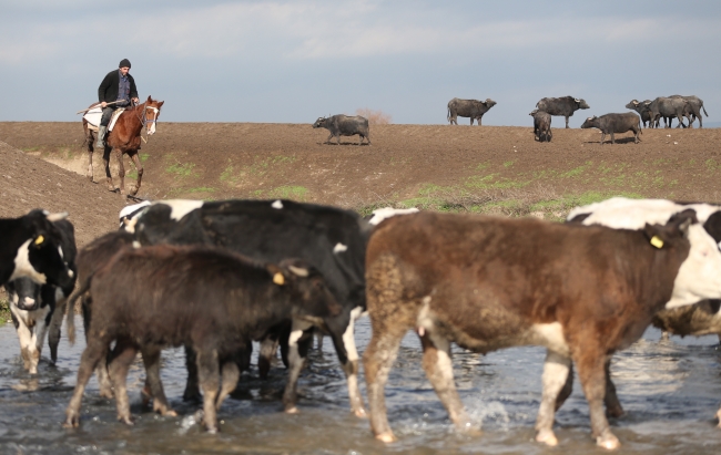 'Afrika savanası' değil Balıkesir