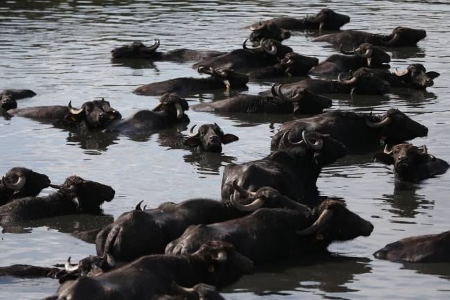 'Afrika savanası' değil Balıkesir