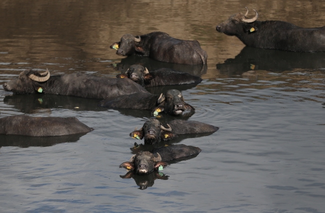 'Afrika savanası' değil Balıkesir