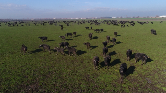 'Afrika savanası' değil Balıkesir