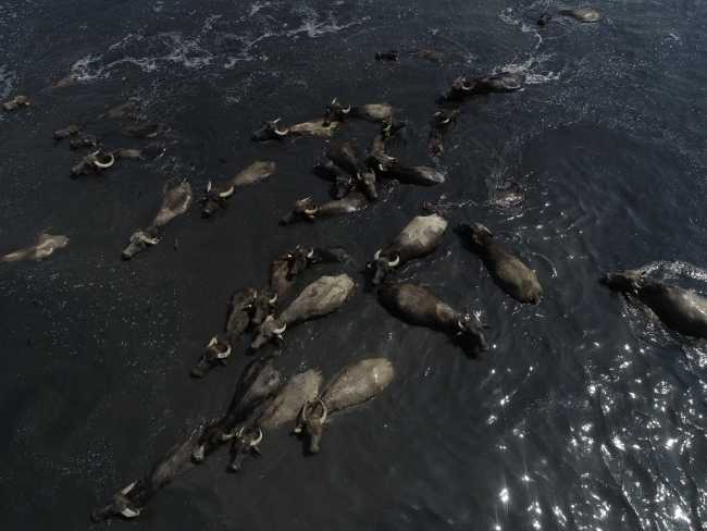 'Afrika savanası' değil Balıkesir