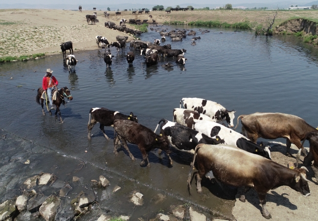 'Afrika savanası' değil Balıkesir