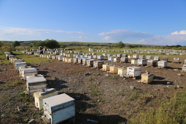 Havaların ısınmasıyla bal arılarının yayla yolculuğu başladı