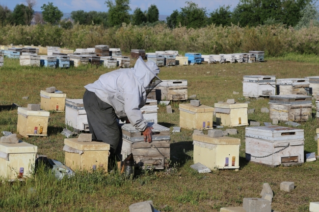 Havaların ısınmasıyla bal arılarının yayla yolculuğu başladı