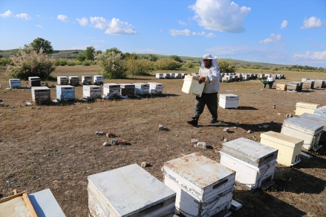 Havaların ısınmasıyla bal arılarının yayla yolculuğu başladı