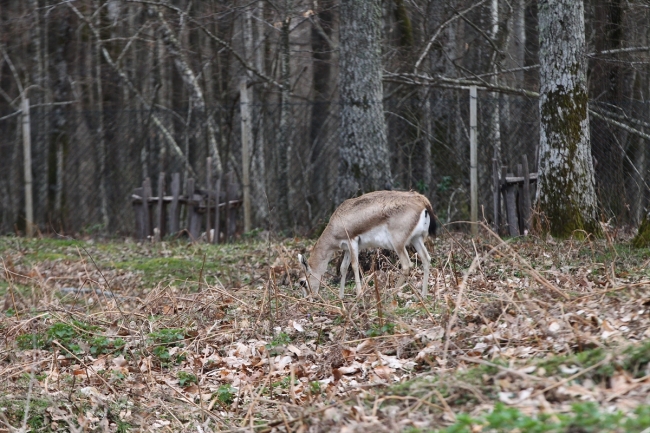 Deniz ve gölün birleştiği güzellik: İğneada Longoz Ormanları