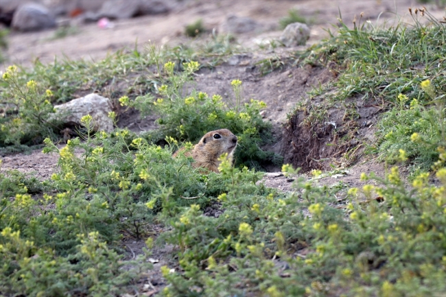Anadolu yer sincapları Ağrı Dağı'nda