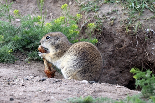 Anadolu yer sincapları Ağrı Dağı'nda