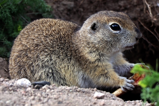 Anadolu yer sincapları Ağrı Dağı'nda