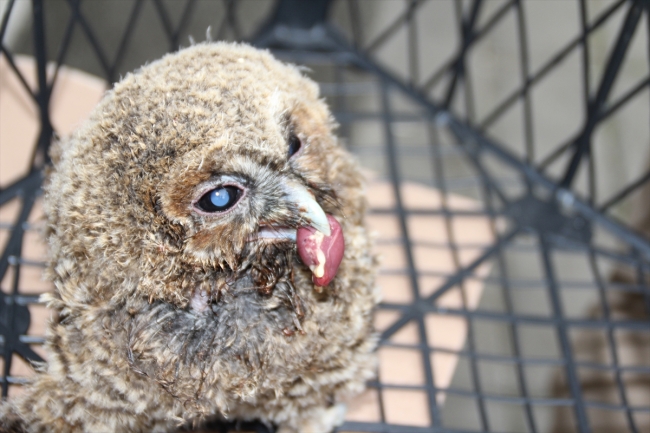 Yavru baykuşlar koruma altında