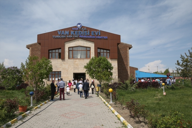 Suya düşkünlüğüyle bilinen Van kedileri için özel havuz tasarlandı