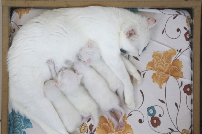 Suya düşkünlüğüyle bilinen Van kedileri için özel havuz tasarlandı