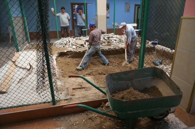 Suya düşkünlüğüyle bilinen Van kedileri için özel havuz tasarlandı