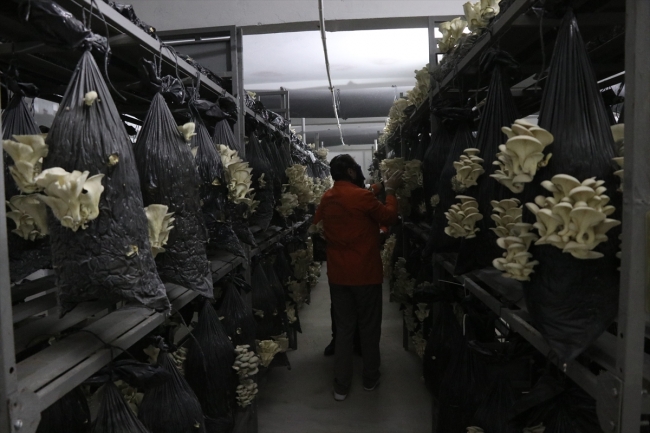 Hükümlüler, eski cezaevi hücresinde istiridye mantarı yetiştiriyor