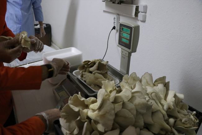 Hükümlüler, eski cezaevi hücresinde istiridye mantarı yetiştiriyor