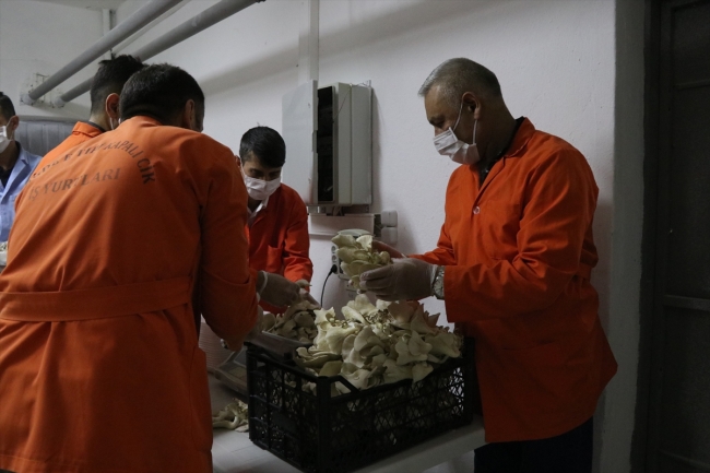 Hükümlüler, eski cezaevi hücresinde istiridye mantarı yetiştiriyor