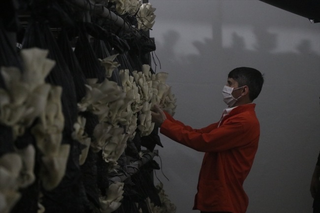 Hükümlüler, eski cezaevi hücresinde istiridye mantarı yetiştiriyor