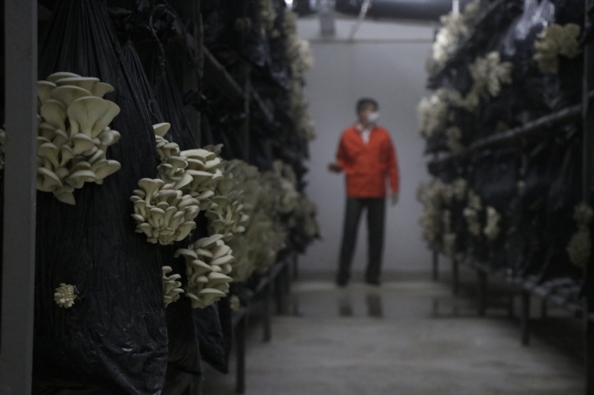 Hükümlüler, eski cezaevi hücresinde istiridye mantarı yetiştiriyor