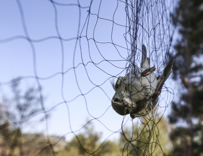 Bülbülün ömrü Türkiye yolunda geçti