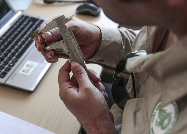 Bülbülün ömrü Türkiye yolunda geçti