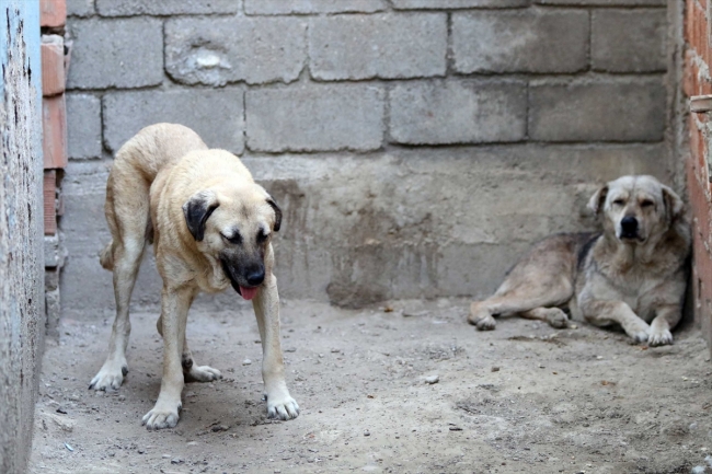 Ölümü bekleyen köpekleri hayata bağladı