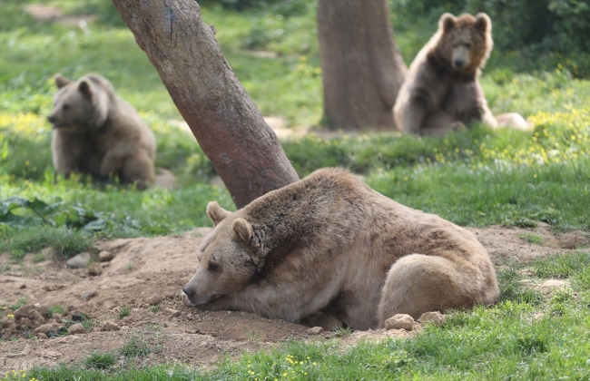 Ovakorusu'ndaki ayılara 15 yıldır 'bebek gibi' bakıyor