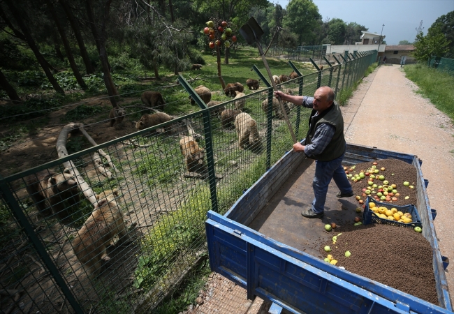 Ovakorusu'ndaki ayılara 15 yıldır 'bebek gibi' bakıyor