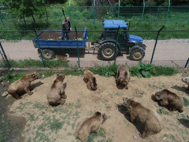 Ovakorusu'ndaki ayılara 15 yıldır 'bebek gibi' bakıyor