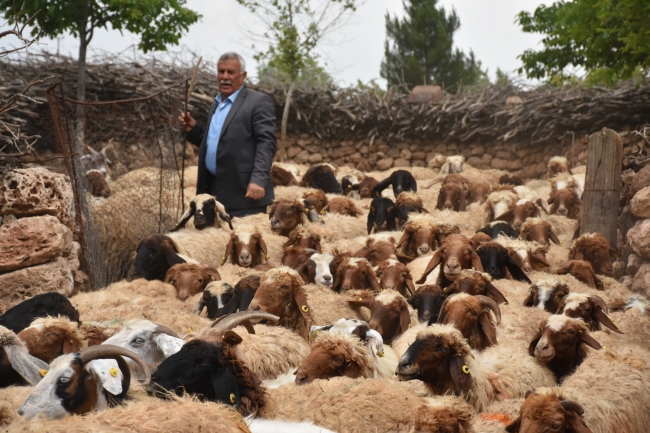 "300 koyun projesi" besiciye can suyu oldu