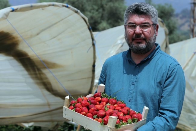 İhracat çilek üreticisinin yüzünü güldürdü
