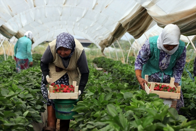 İhracat çilek üreticisinin yüzünü güldürdü
