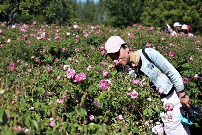 Turistlerin yeni gözdesi: Isparta gül bahçeleri