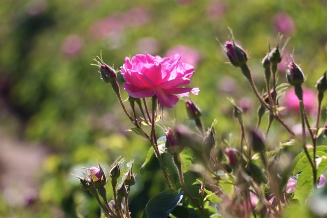 Turistlerin yeni gözdesi: Isparta gül bahçeleri
