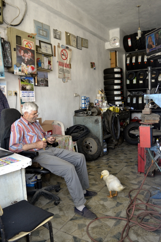 Ördeğiyle dostluğu görenleri şaşırtıyor