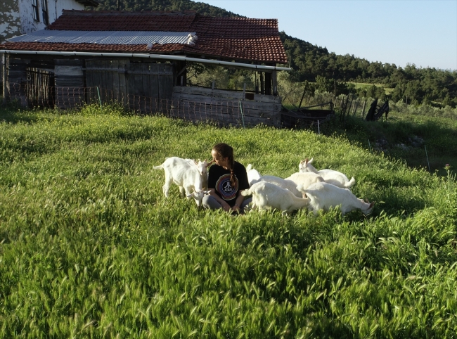 Yıllarca şehir hayatı yaşayan Elif Sarıkaya, köyde keçi güdüyor