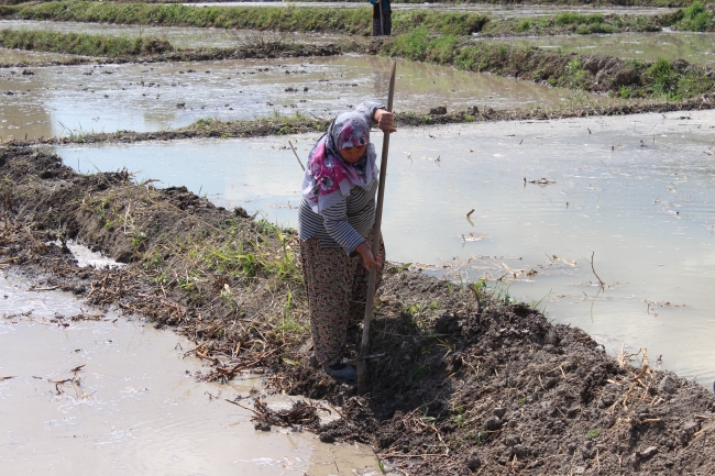 Üreticilerin çeltik mesaisi başladı