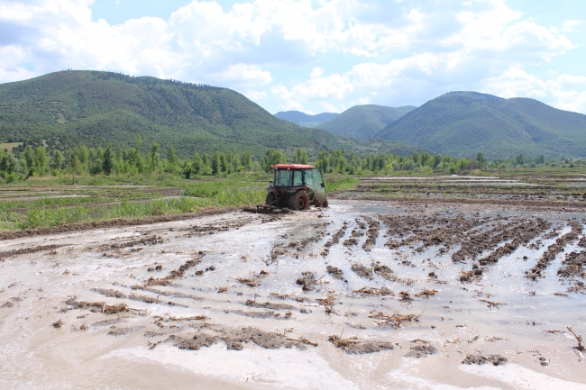 Üreticilerin çeltik mesaisi başladı