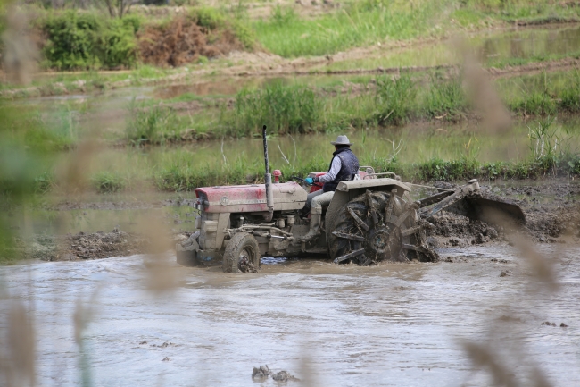 Üreticilerin çeltik mesaisi başladı