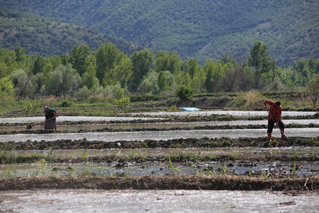 Üreticilerin çeltik mesaisi başladı