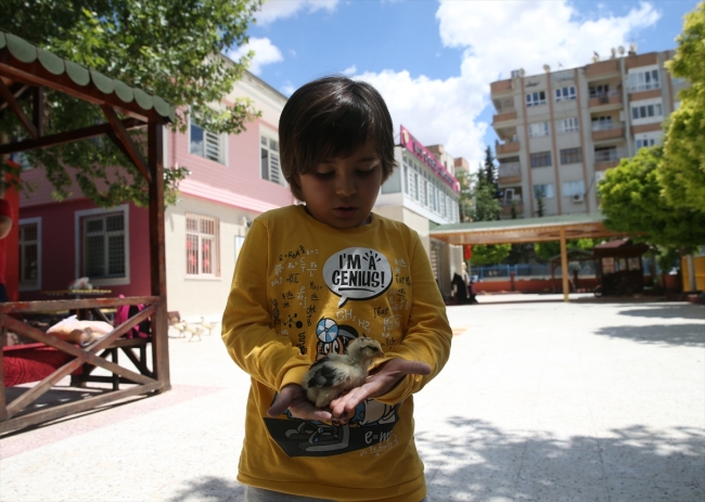 Öğrenciler hayvan sevgisini anaokulunda öğreniyor