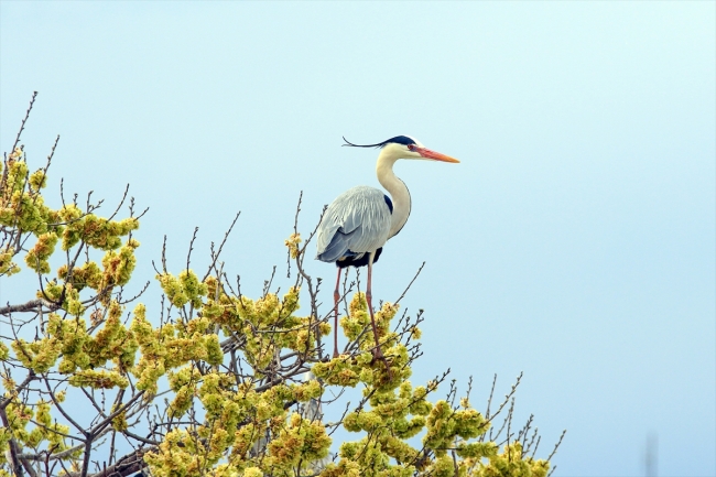Gri balıkçıl kuşları, Iğdır'ı sevdi