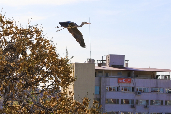 Gri balıkçıl kuşları, Iğdır'ı sevdi
