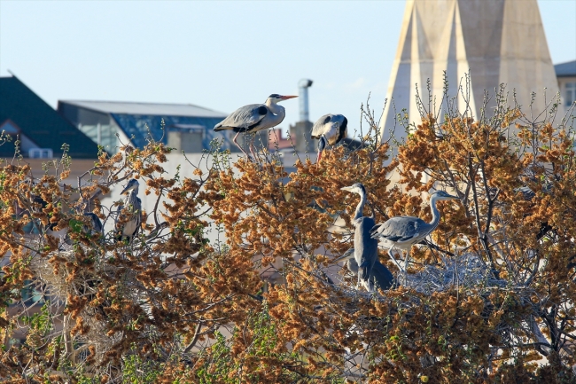 Gri balıkçıl kuşları, Iğdır'ı sevdi