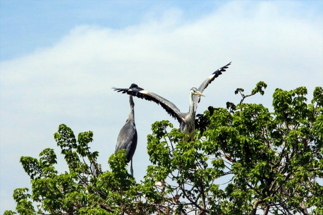 Gri balıkçıl kuşları, Iğdır'ı sevdi