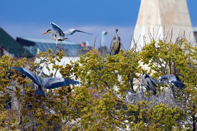 Gri balıkçıl kuşları, Iğdır'ı sevdi